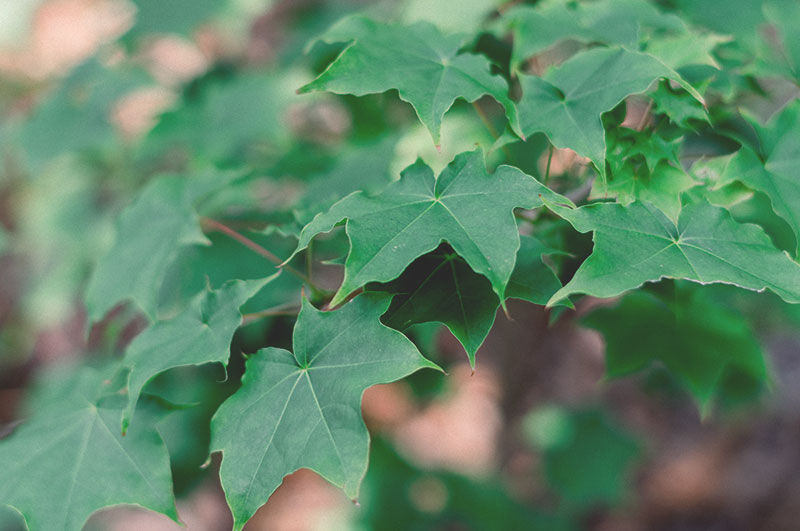 ivy, garden, eco gardening