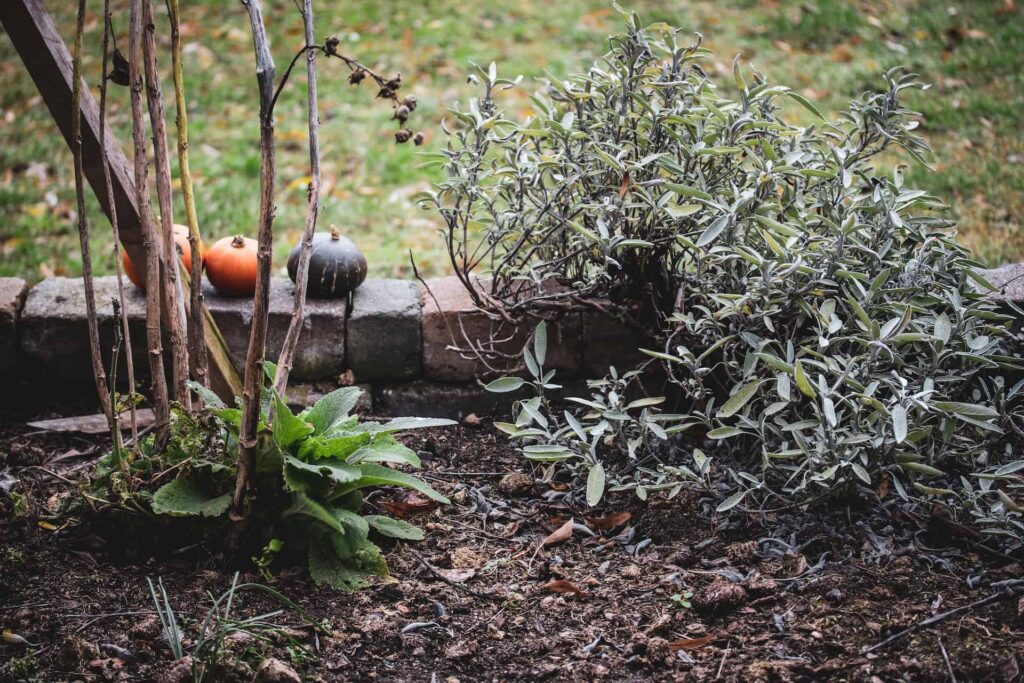 Garden Compost