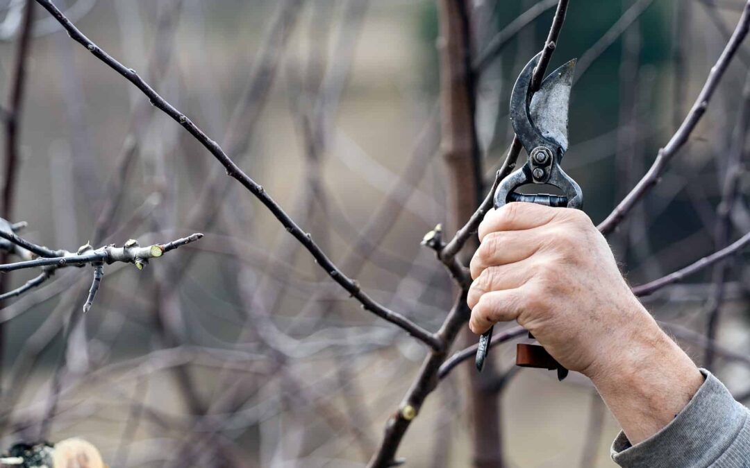 TOP TIPS FOR CLIMATE-FRIENDLY GARDENS